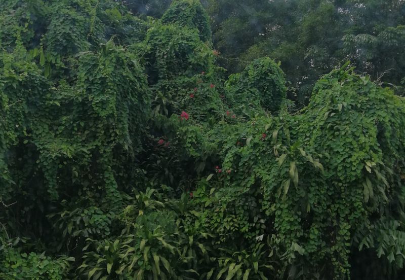 Happy Garden (Taman Gembira)