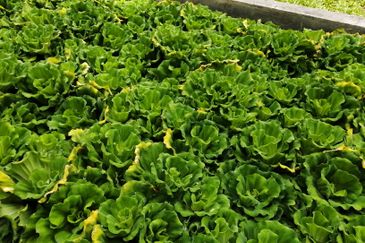 OUG/Taman Yarl Bungalow with High Ceiling For Sale