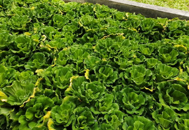 OUG/Taman Yarl Bungalow with High Ceiling For Sale