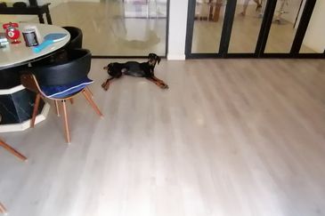 OUG/Happy Garden Fully Renovated Semi D For Sale