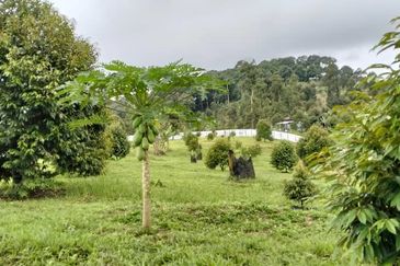 Raub 7.3acre durian orchard for sale