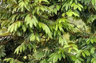 Raub 7.3acre durian orchard for sale