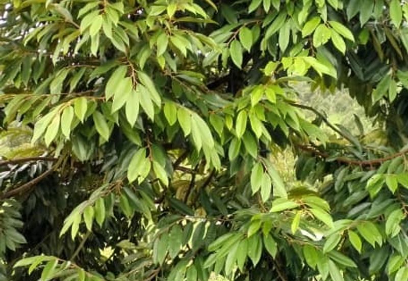 Raub 7.3acre durian orchard for sale