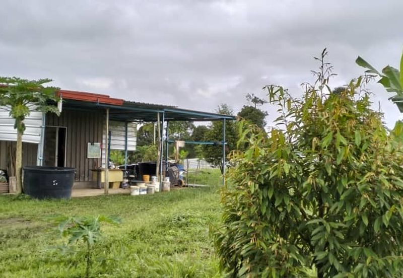 Raub 7.3acre durian orchard for sale