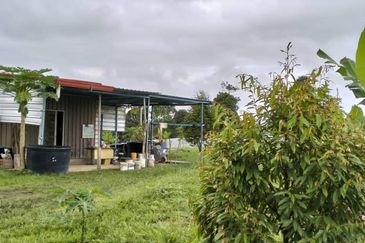 Raub 7.3acre durian orchard for sale