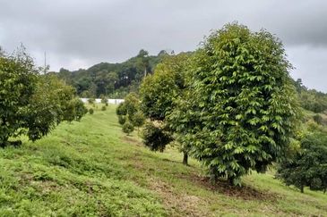 Raub 7.3acre durian orchard for sale