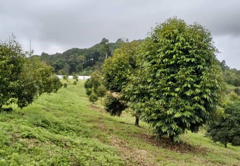 Raub 7.3acre durian orchard for sale