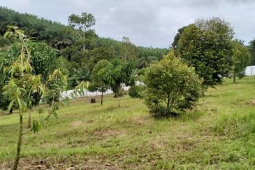 Raub 7.3acre durian orchard for sale