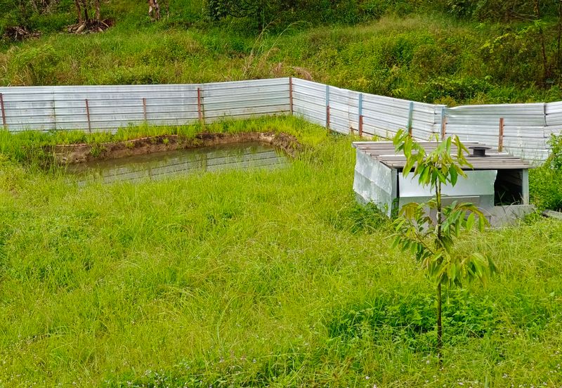 Raub 7.3acre durian orchard for sale