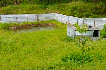 Raub 7.3acre durian orchard for sale