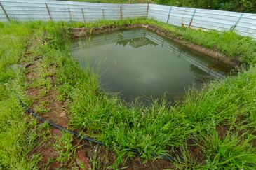 Raub 7.3acre durian orchard for sale