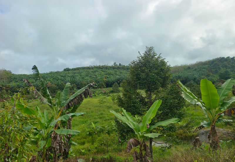 Raub 7.3acre durian orchard for sale