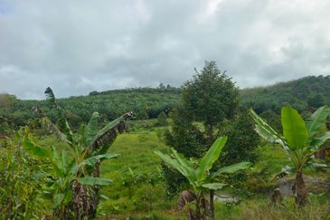 Raub 7.3acre durian orchard for sale