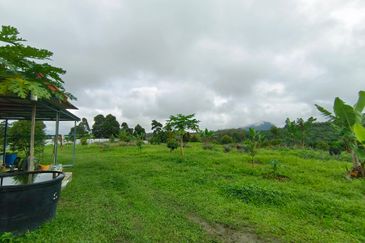 Raub 7.3acre durian orchard for sale
