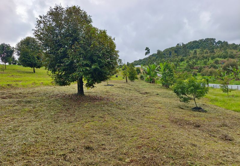 Raub 7.3acre durian orchard for sale