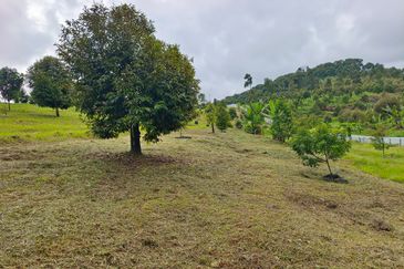 Raub 7.3acre durian orchard for sale