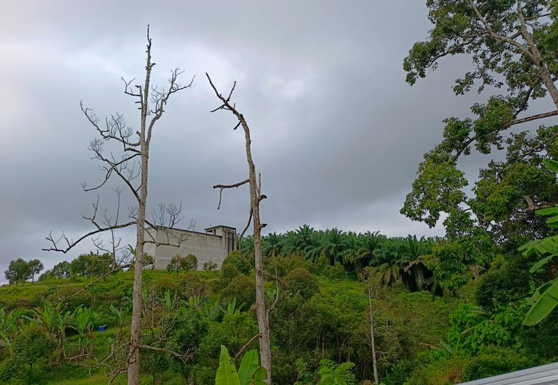 Raub 7.3acre durian orchard for sale