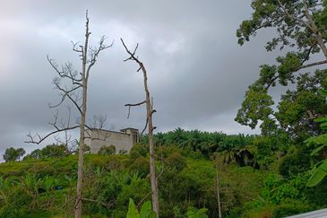 Raub 7.3acre durian orchard for sale