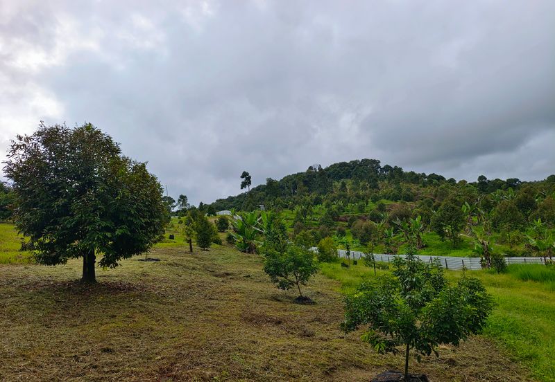 Raub 7.3acre durian orchard for sale