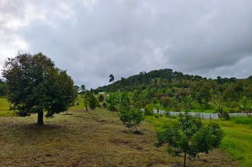 Raub 7.3acre durian orchard for sale