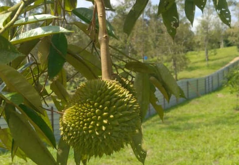 Raub 7.3acre durian orchard for sale