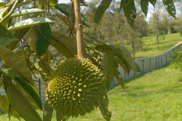 Raub 7.3acre durian orchard for sale