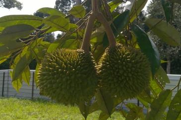 Raub 7.3acre durian orchard for sale
