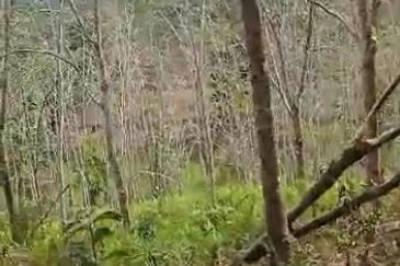 Oil Palm Land @ Labis