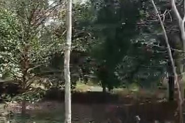 Oil Palm Land @ Labis