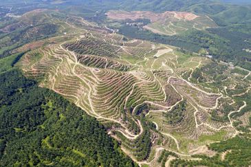 Lanchang Karak Pahang Durian Farm 315 acre For Sale