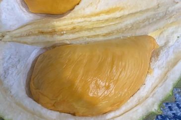 Lanchang Karak Pahang Durian Farm 315 acre For Sale