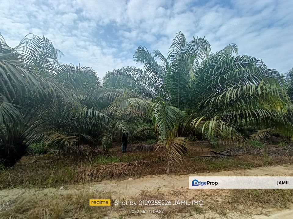 5.71 ACRES FREEHOLD MALAY RESERVED AGRI LAND KG MENDERANG SUNGKAI, Perak, Sungkai