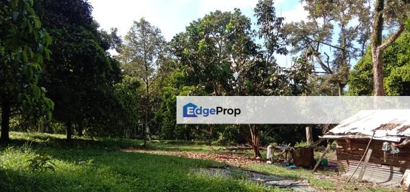 Bukit Batu Kulai Durian Farm 7 Acre International , Johor, Kulai
