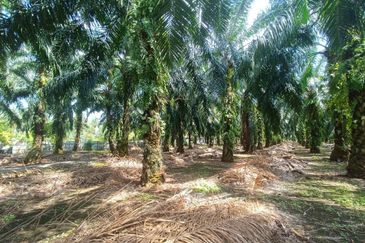 [TEPI MAIN ROAD] 1.5ekar Ijok Zoning Residential 