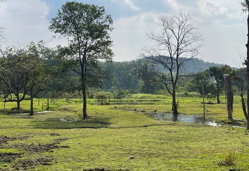 TANAH DUSUN 6 Ekar Hulu Selangor Antara Gapi