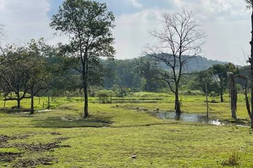 TANAH DUSUN 6 Ekar Hulu Selangor Antara Gapi