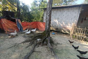 TANAH DUSUN 6 Ekar Hulu Selangor Antara Gapi