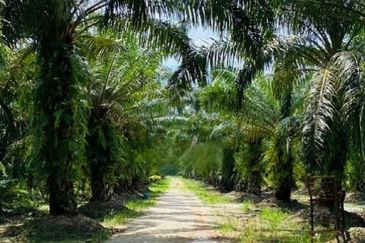 18 Acres Agriculture Land @ Teluk Intan, Perak