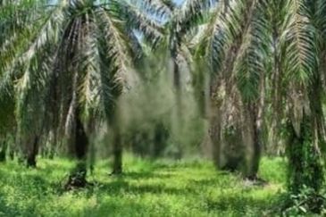 7.47 Acres Agriculture Land @ Langkap, Perak