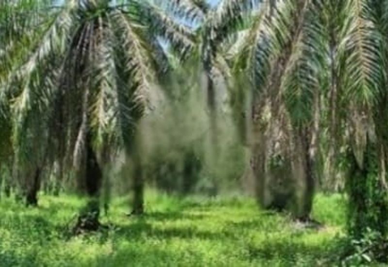 7.47 Acres Agriculture Land @ Langkap, Perak