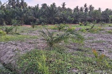 5.3 Acres Agriculture Land @ Bagan Datoh, Perak