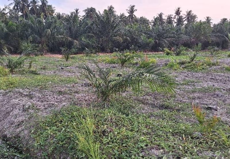 5.3 Acres Agriculture Land @ Bagan Datoh, Perak
