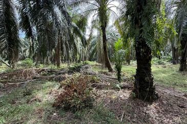Beruas Perak Oil Palm Land