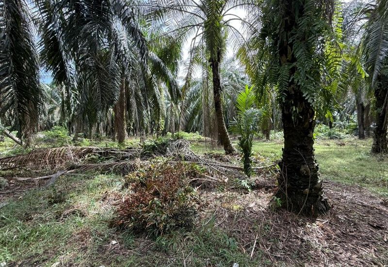 Beruas Perak Oil Palm Land