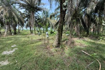 Beruas Perak Oil Palm Land