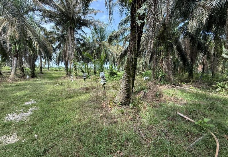 Beruas Perak Oil Palm Land