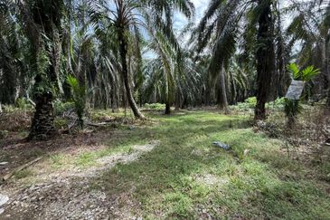 Beruas Perak Oil Palm Land