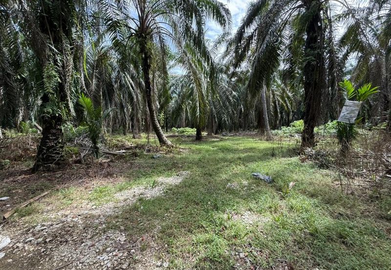 Beruas Perak Oil Palm Land