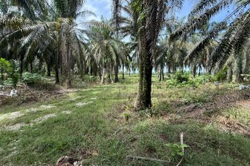 Beruas Perak Oil Palm Land