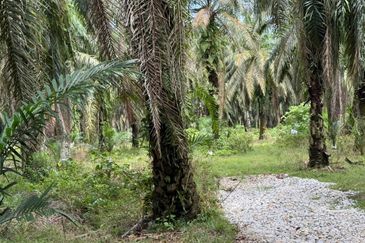 Beruas Perak Oil Palm Land